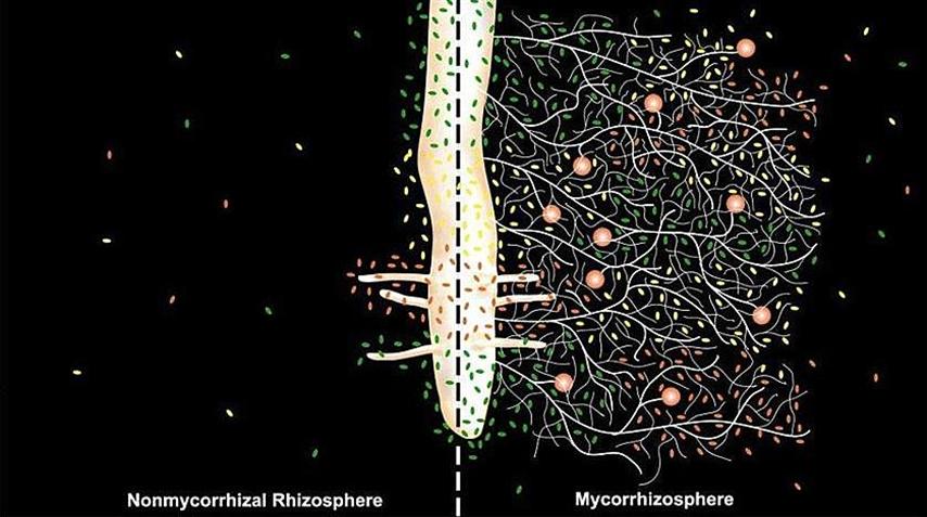 Mycorrhiza shop.jpg