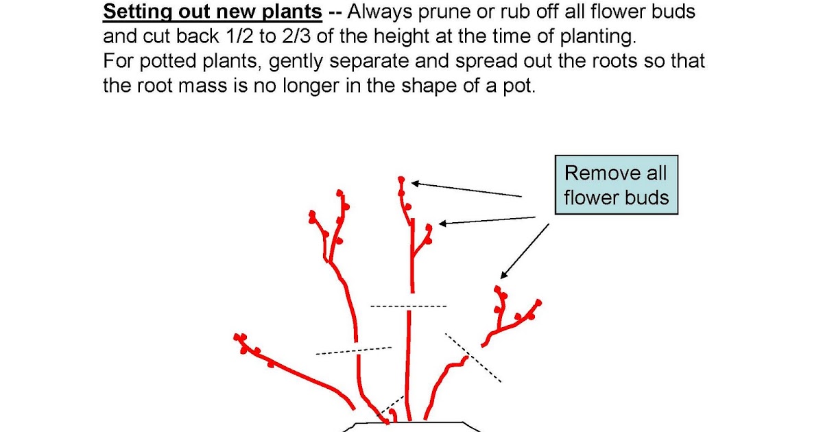 Pruning diagrams 2010_Page_1