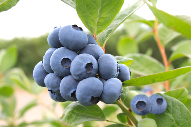 MegasBlue-Blueberry-Fruit5.png