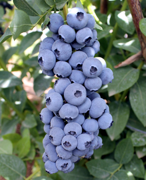 Titanium-Blueberry_Oregon-Blueberry-Farms.jpg